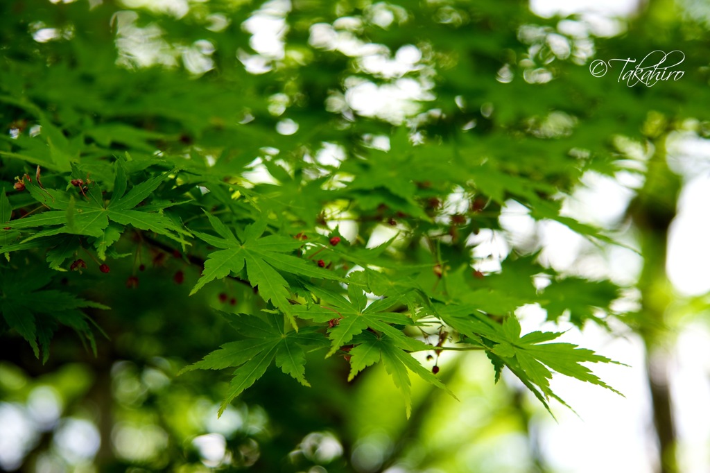 楓