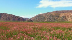 春の牧草地