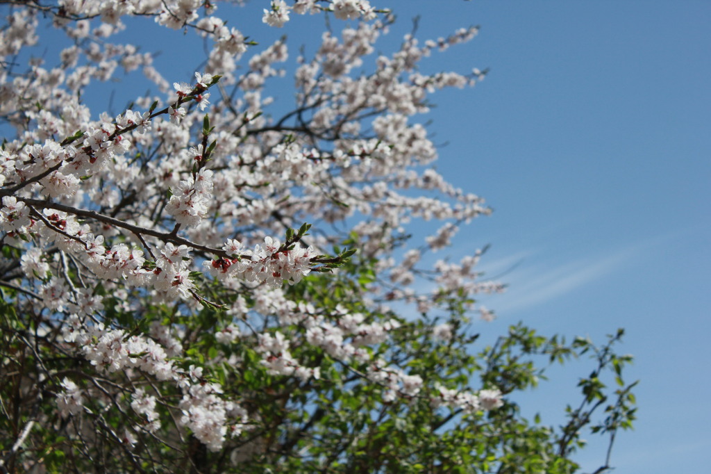 空と桜