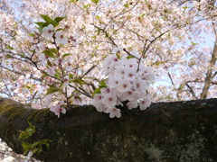 桜＋少し葉桜