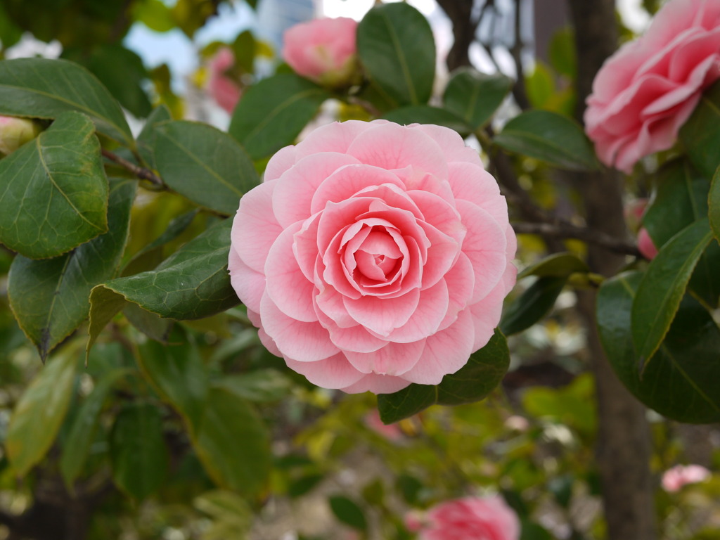 椿か山茶花？