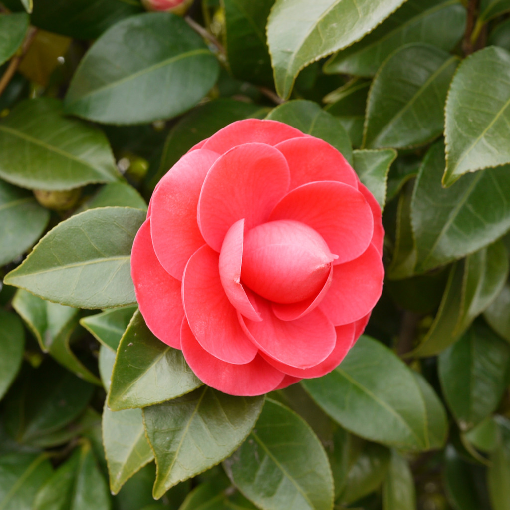 山茶花２
