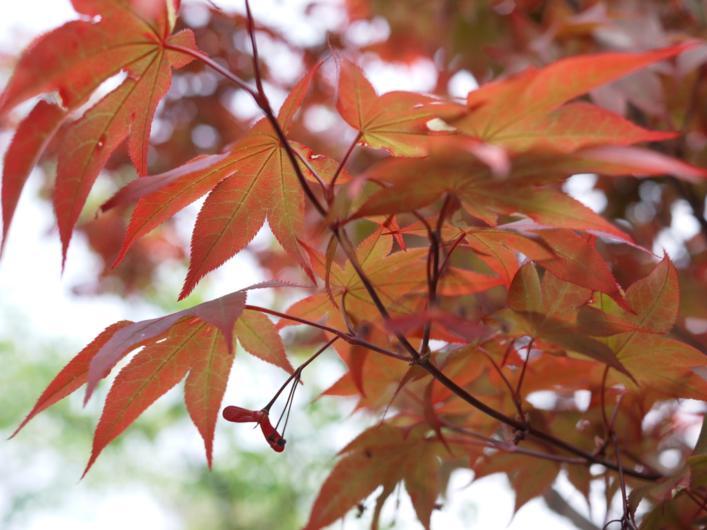 紅葉３