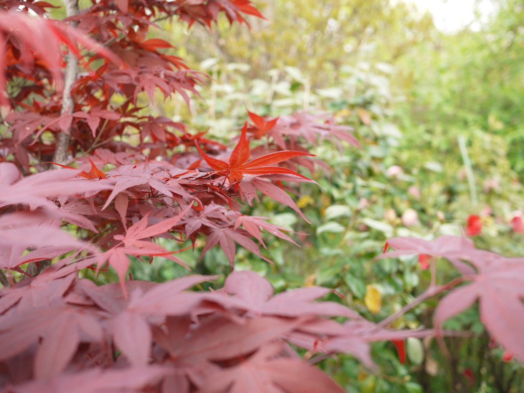 紅葉２