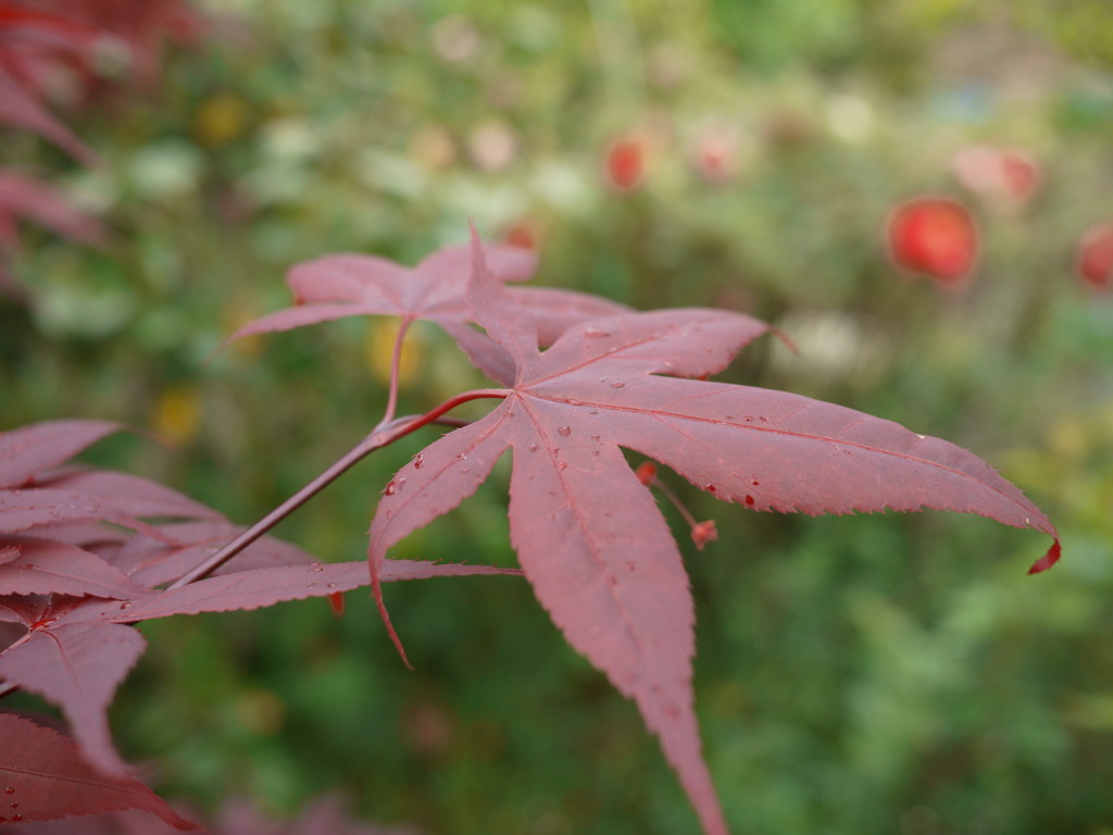 紅葉1