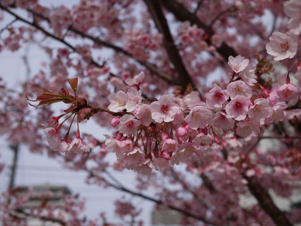 桜