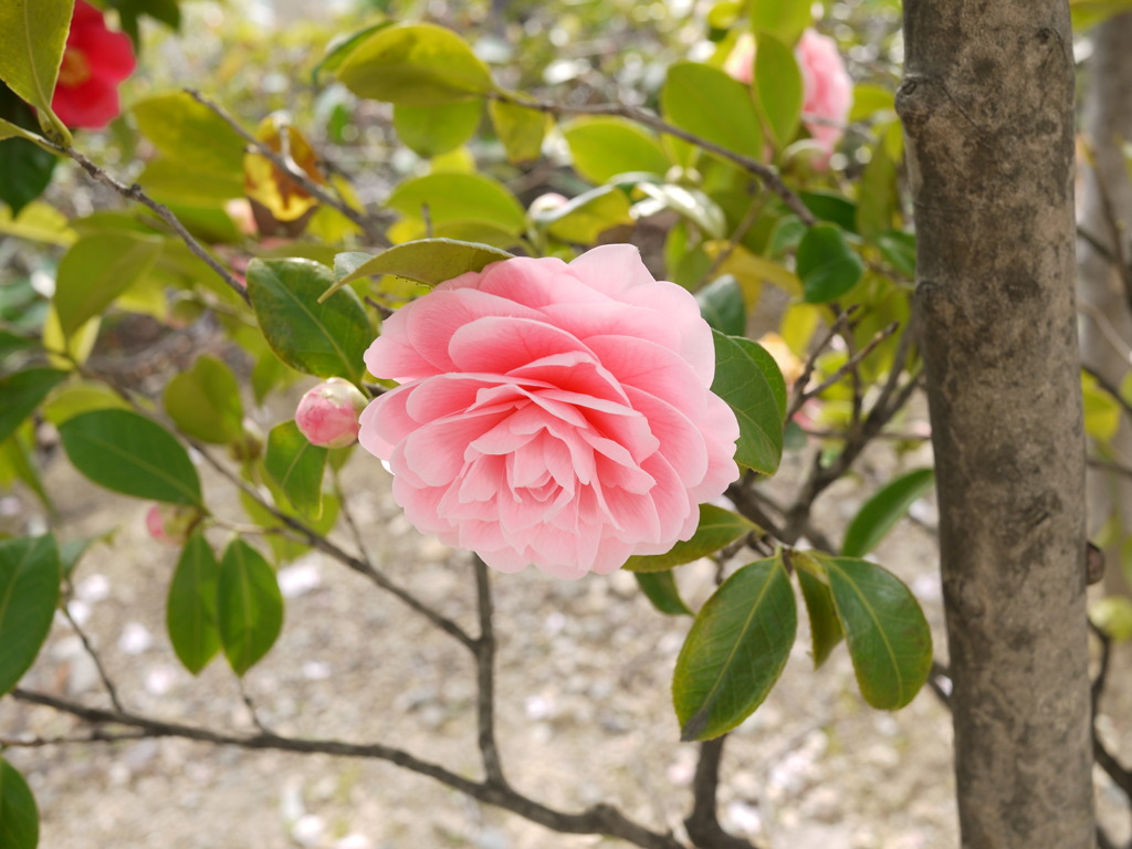 椿か山茶花？