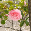 椿か山茶花？