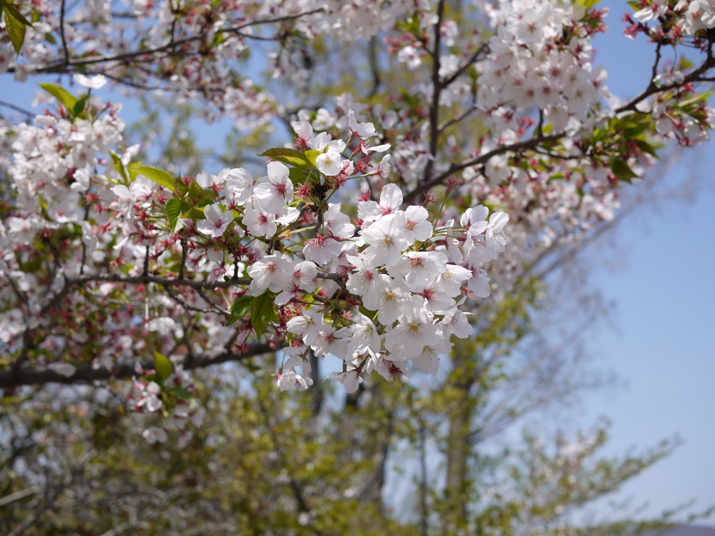 桜