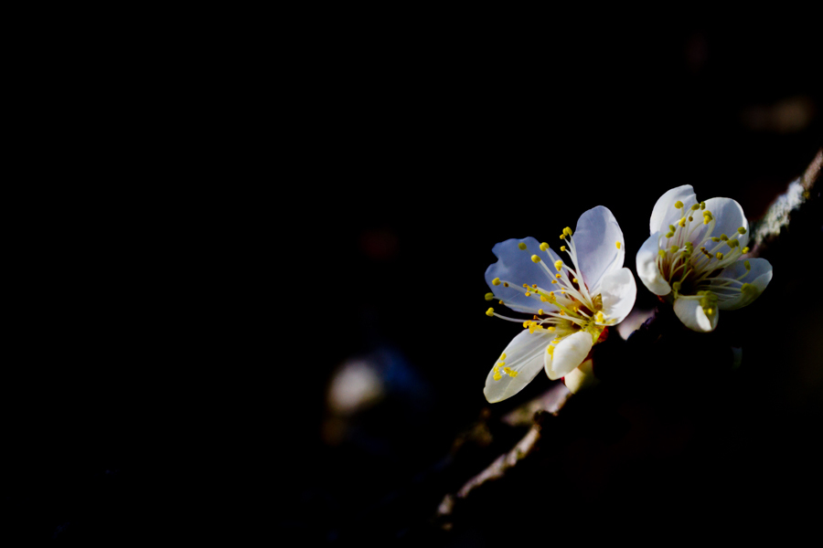 SDIM0064