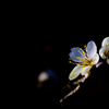 SDIM0064