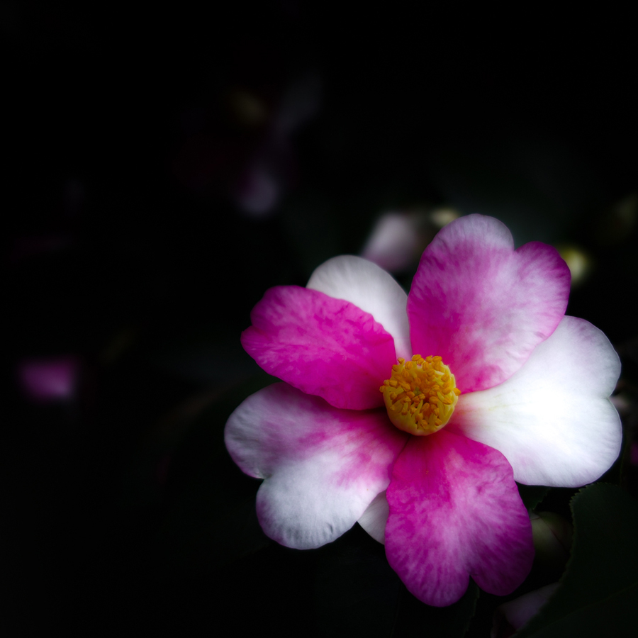 SDIM0064