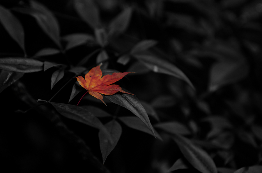 DSC_1321