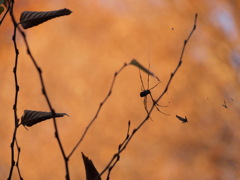 紅葉に包まれて