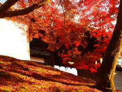 秋色の曼殊院