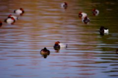 春眠暁を覚えず