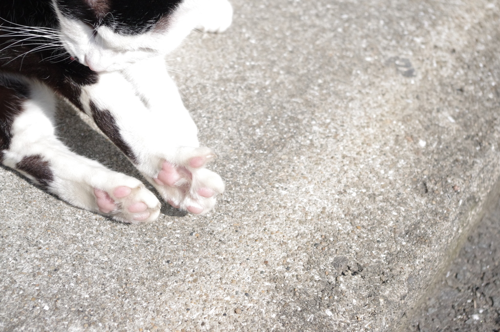 love cat