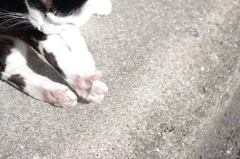 love cat