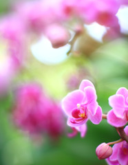 2012.植物園No.1　EF85ｍｍF1.2Ⅱ