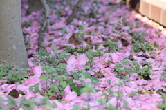 山茶花の絨毯