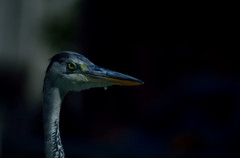 HUNTER