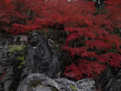 石山の紅葉