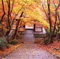 盛秋・常寂光寺