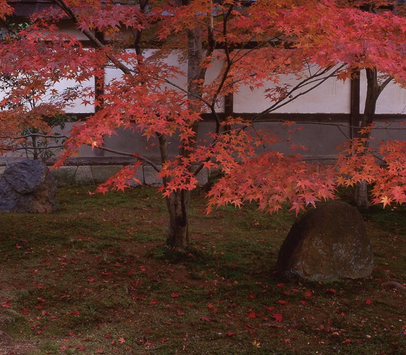 清凉寺のもみじ