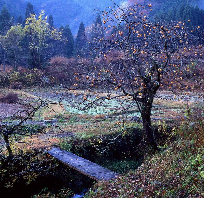 山里の秋