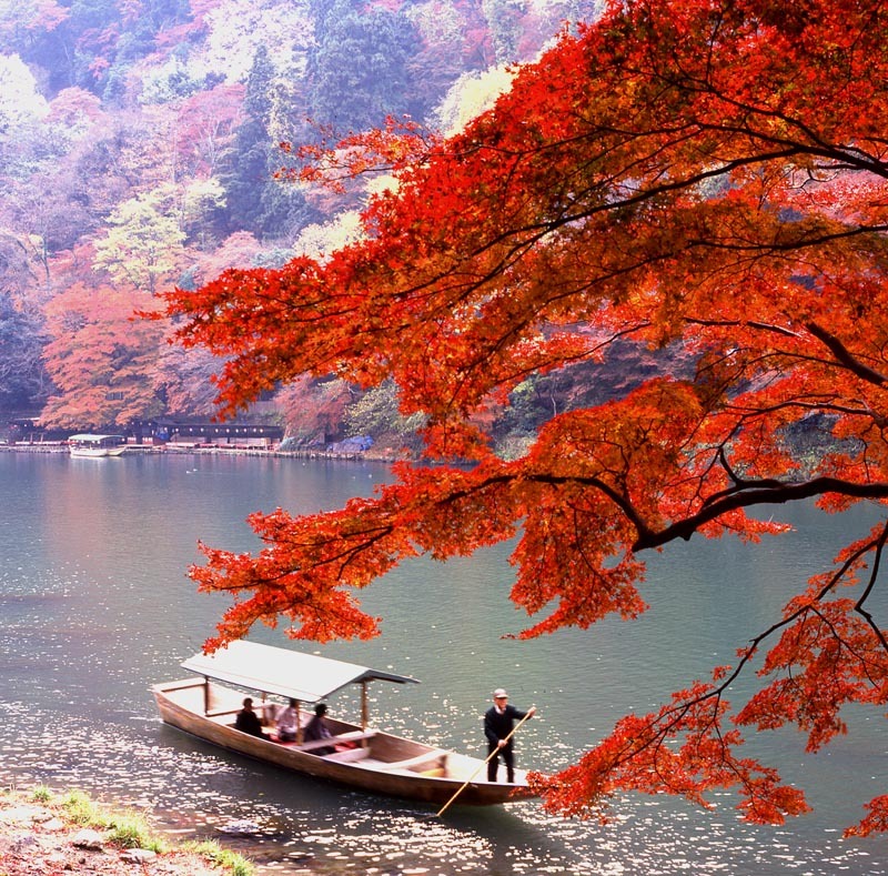 嵐山のモミジ