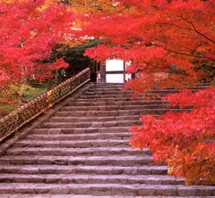 京都・竜安寺