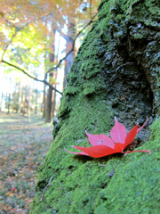 木に止まる蝶々のよう？／紅葉at平林寺