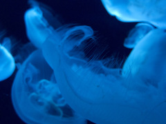 海月