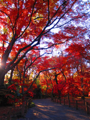 紅葉at平林寺