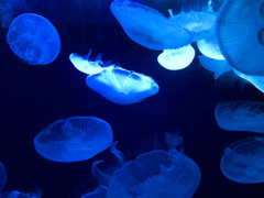 海月