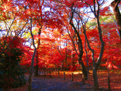 紅葉at平林寺