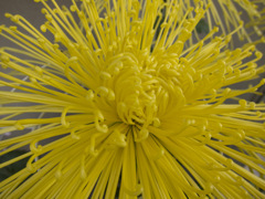 菊