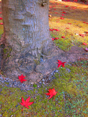 紅葉at平林寺
