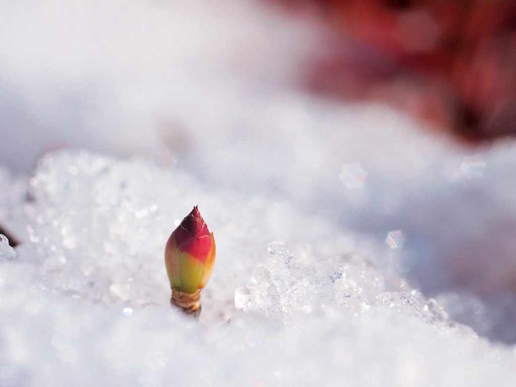 雪の中の希望