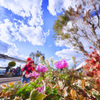 Boy, Flower, BlueSKY!