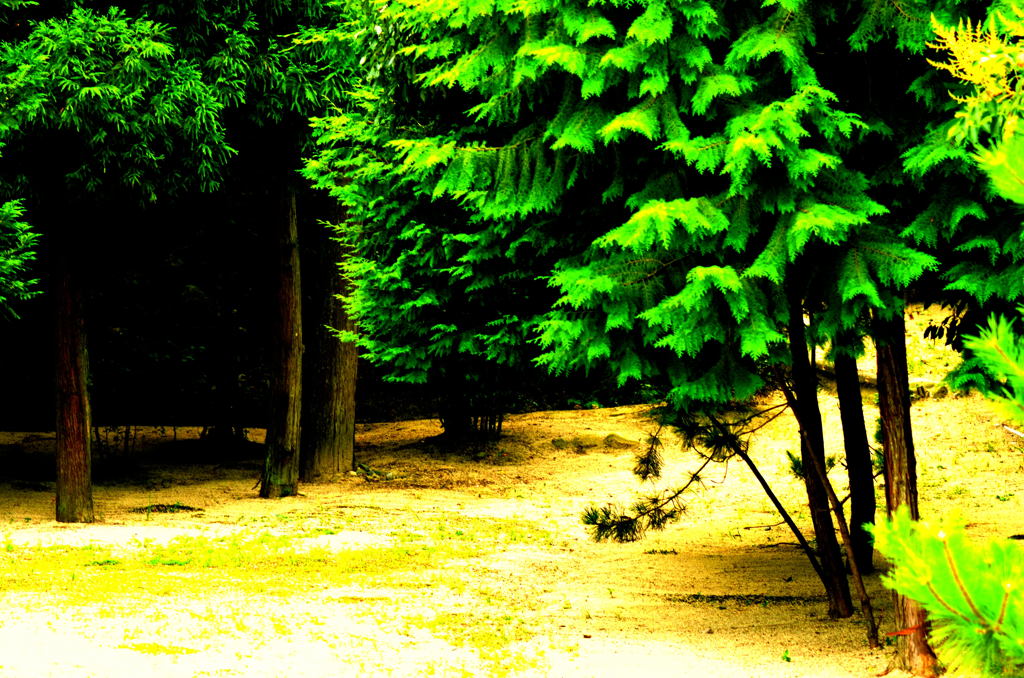 forest