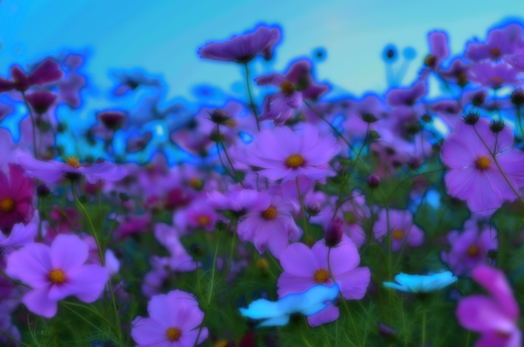 cosmos