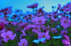 cosmos