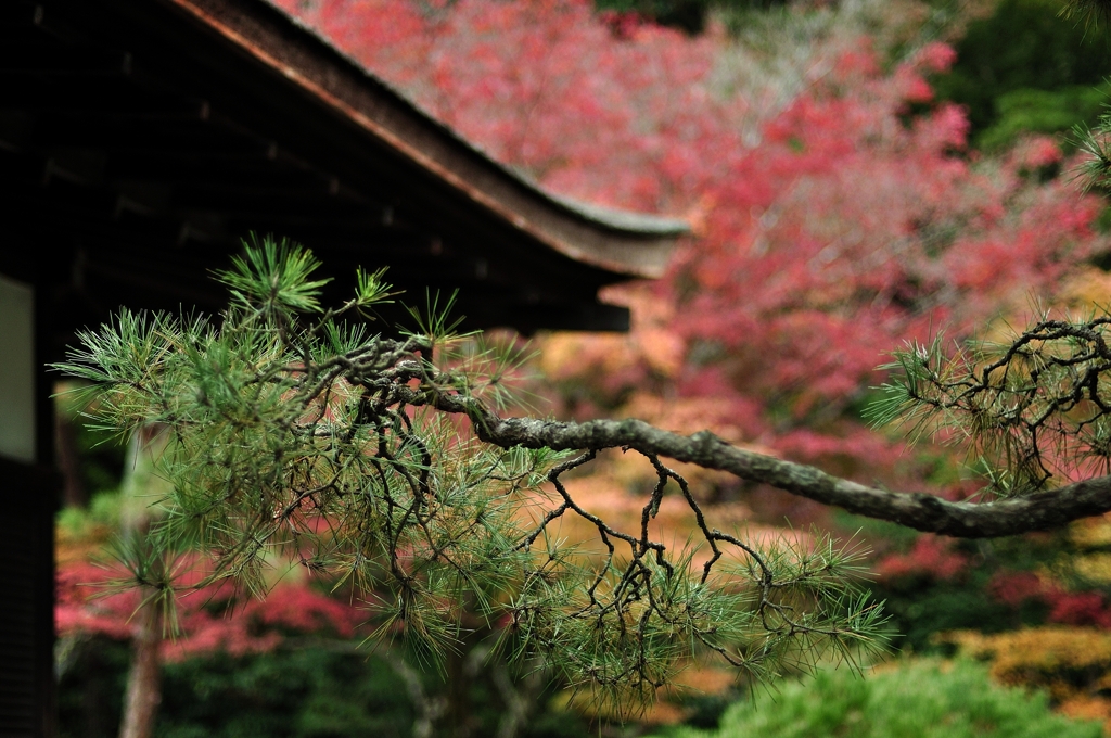 銀閣寺の松