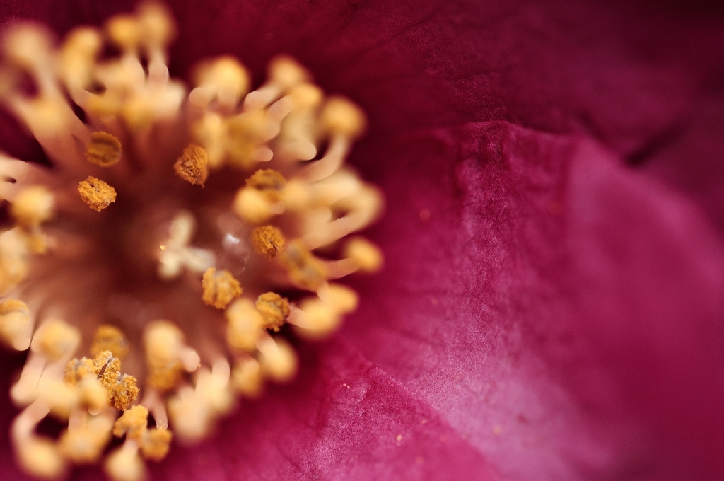 冬の花