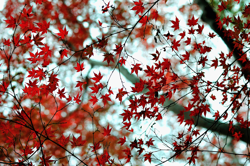 点紅
