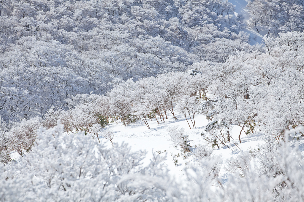 雪の木立