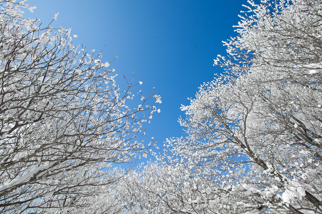 雪の花