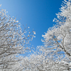 雪の花