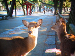 奈良公園